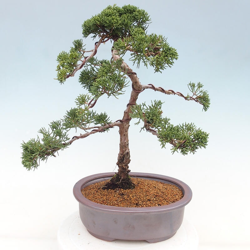 Outdoor-Bonsai - Juniperus chinensis Kishu - Chinesischer Wacholder