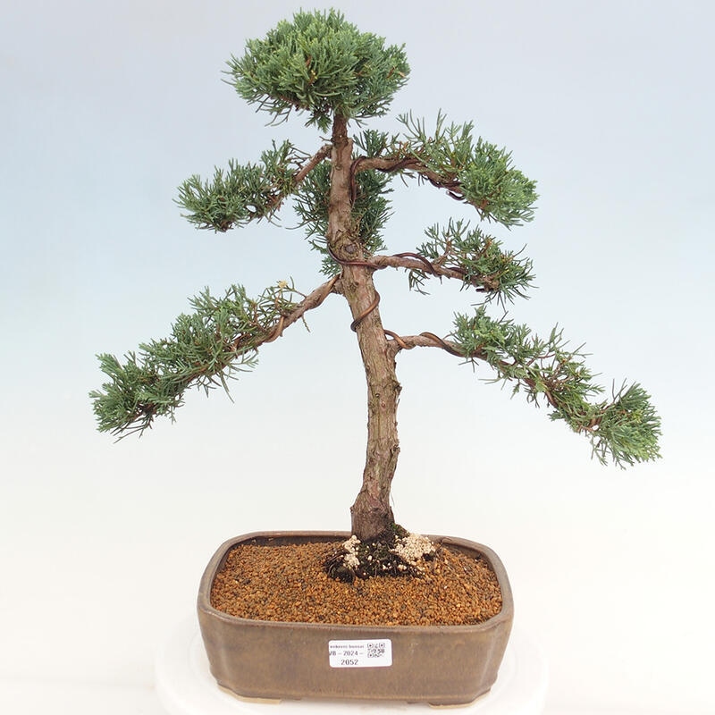 Outdoor-Bonsai - Juniperus chinensis Kishu - Chinesischer Wacholder