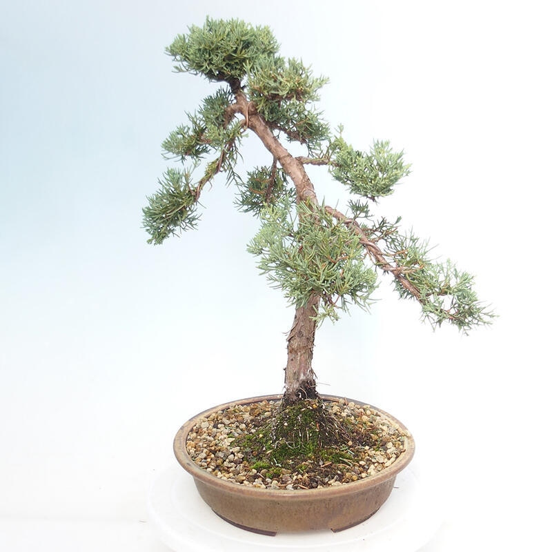 Outdoor-Bonsai - Juniperus chinensis Kishu - Chinesischer Wacholder