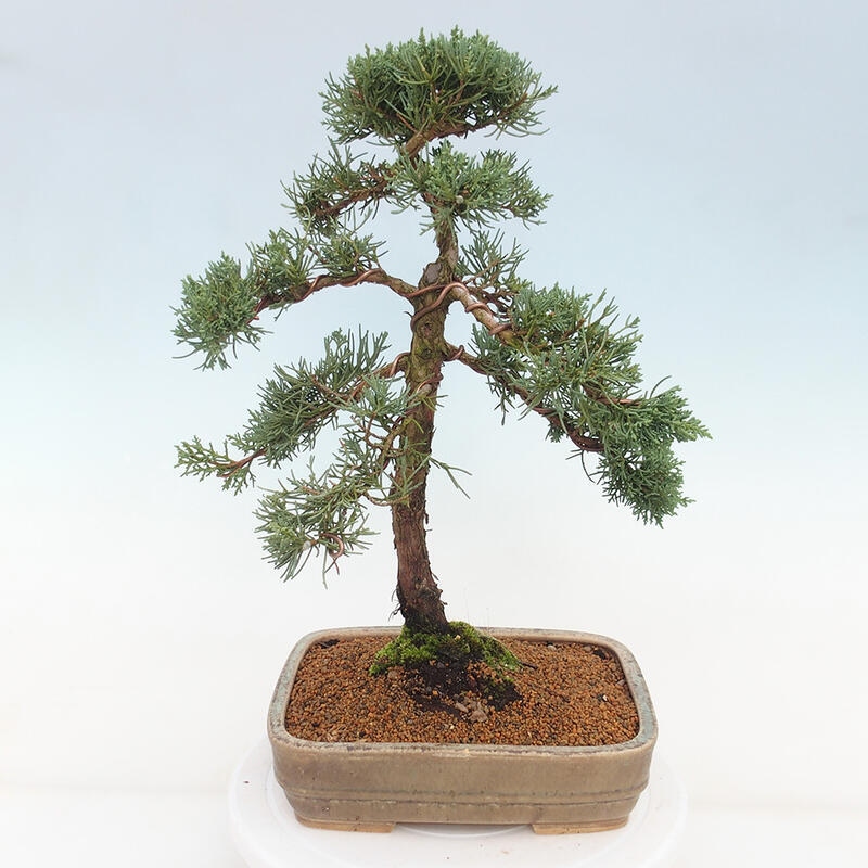 Outdoor-Bonsai - Juniperus chinensis Kishu - Chinesischer Wacholder