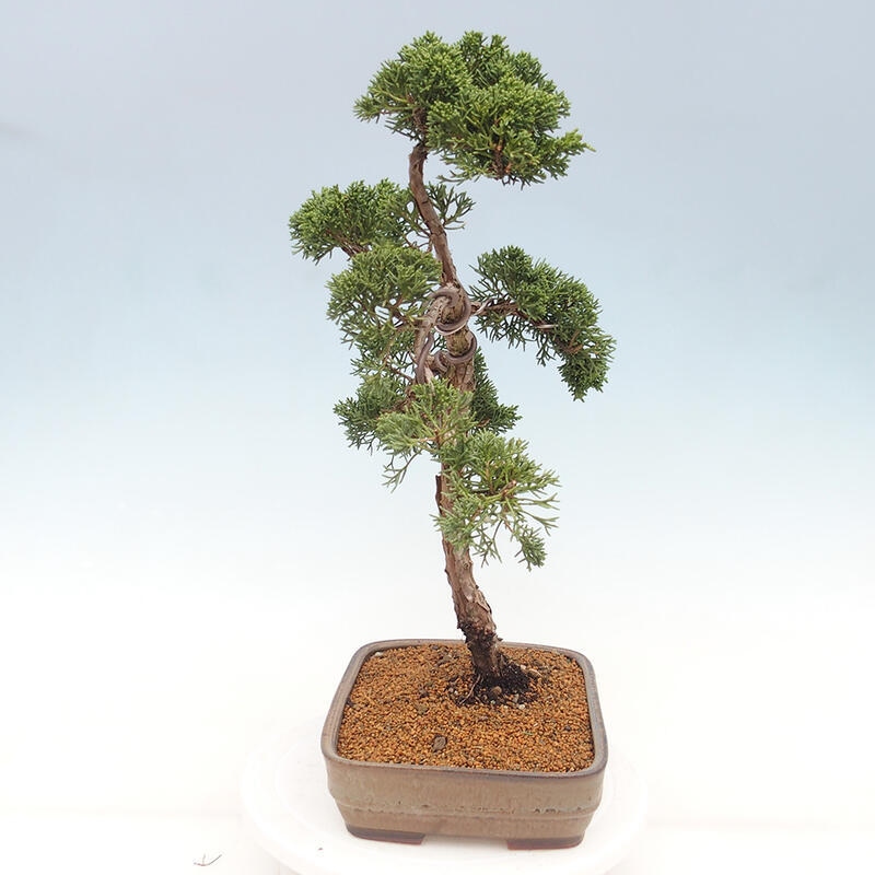 Outdoor-Bonsai - Juniperus chinensis Kishu - Chinesischer Wacholder