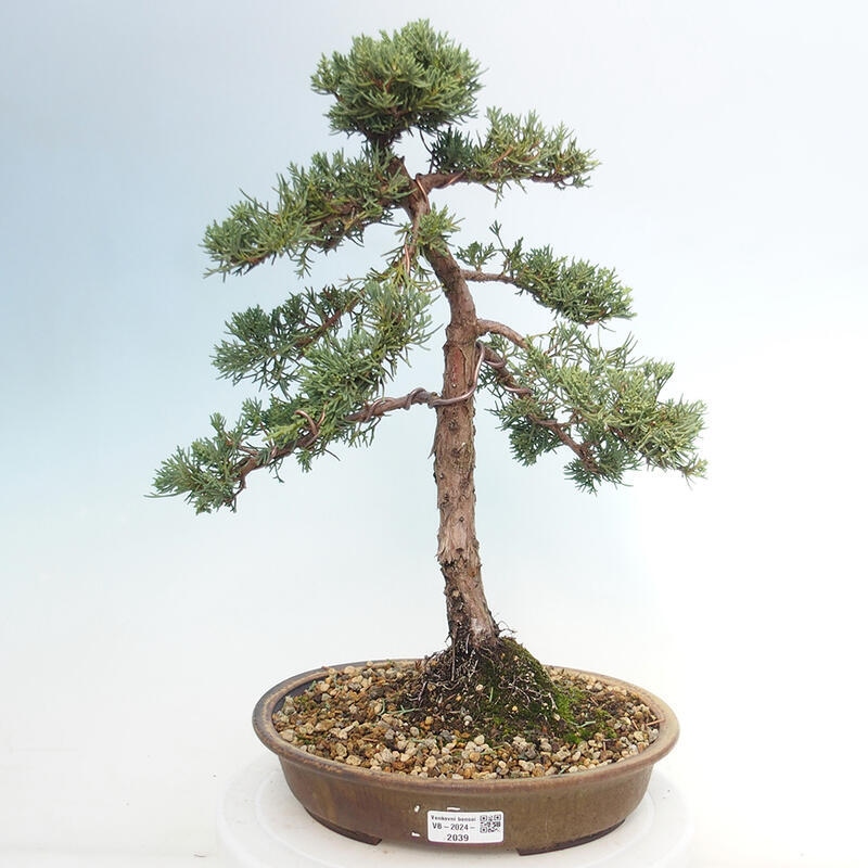 Outdoor-Bonsai - Juniperus chinensis Kishu - Chinesischer Wacholder