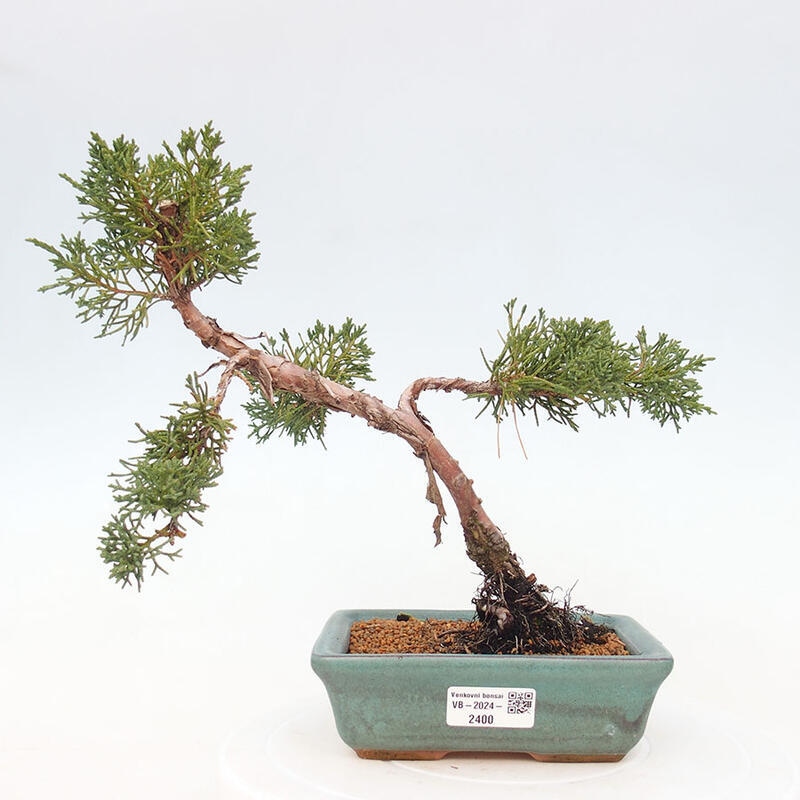 Bonsai im Freien - Juniperus chinensis Kishu - Chinesischer Wacholder