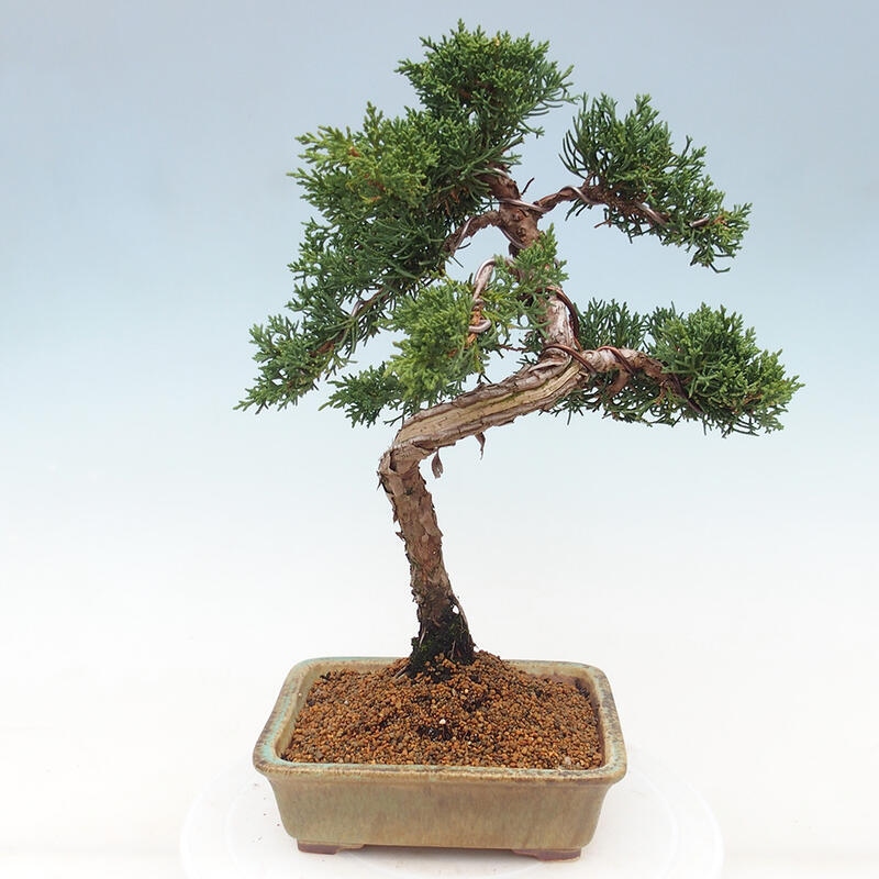 Outdoor-Bonsai - Juniperus chinensis Kishu - Chinesischer Wacholder