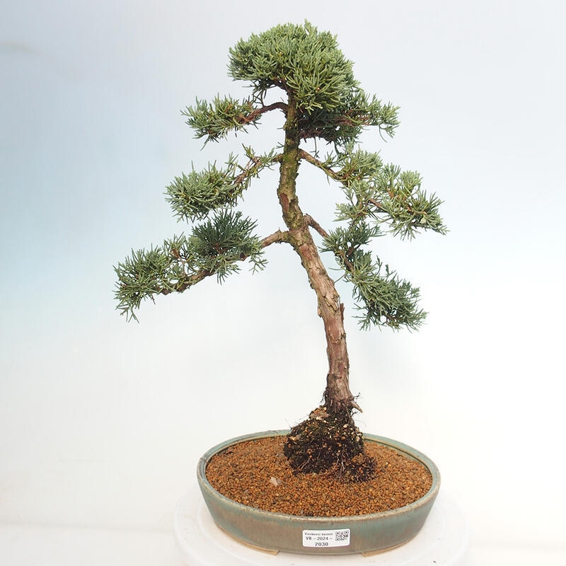 Outdoor-Bonsai - Juniperus chinensis Kishu - Chinesischer Wacholder