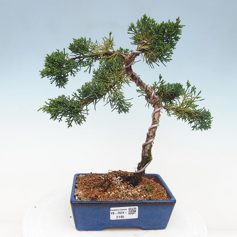 Bonsai im Freien - Juniperus chinensis Kishu - Chinesischer Wacholder