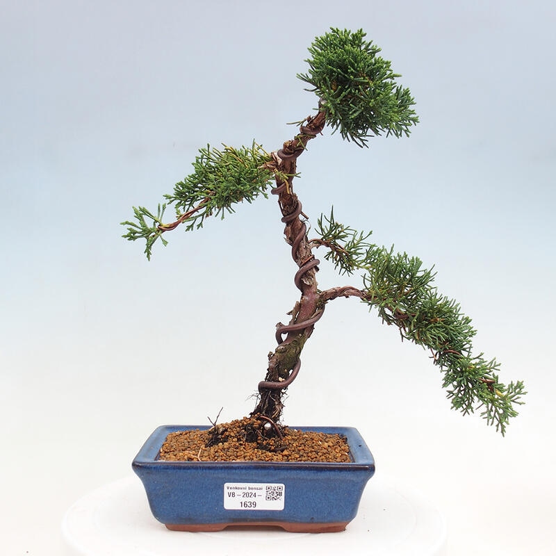 Bonsai im Freien - Juniperus chinensis Kishu - Chinesischer Wacholder