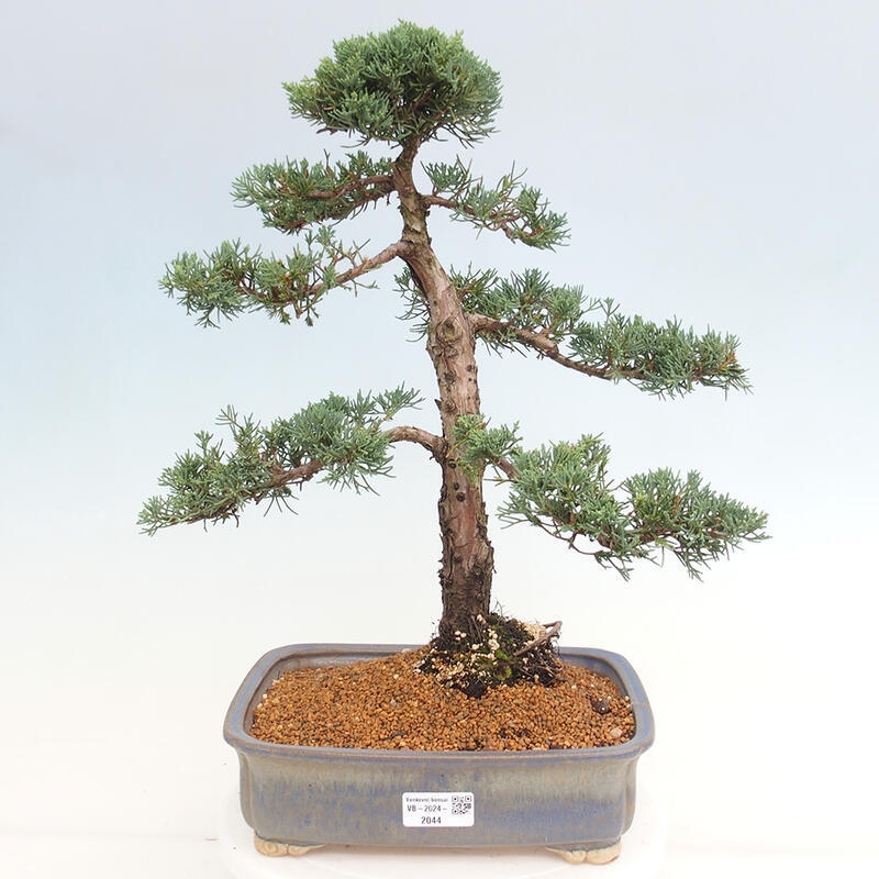 Outdoor-Bonsai - Juniperus chinensis Kishu - Chinesischer Wacholder