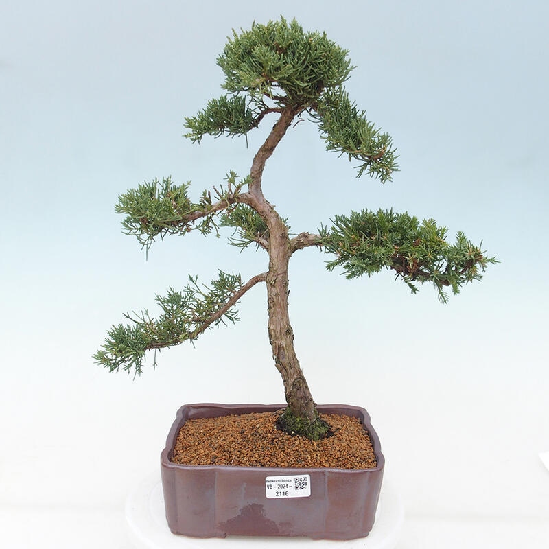 Outdoor-Bonsai - Juniperus chinensis Kishu - Chinesischer Wacholder