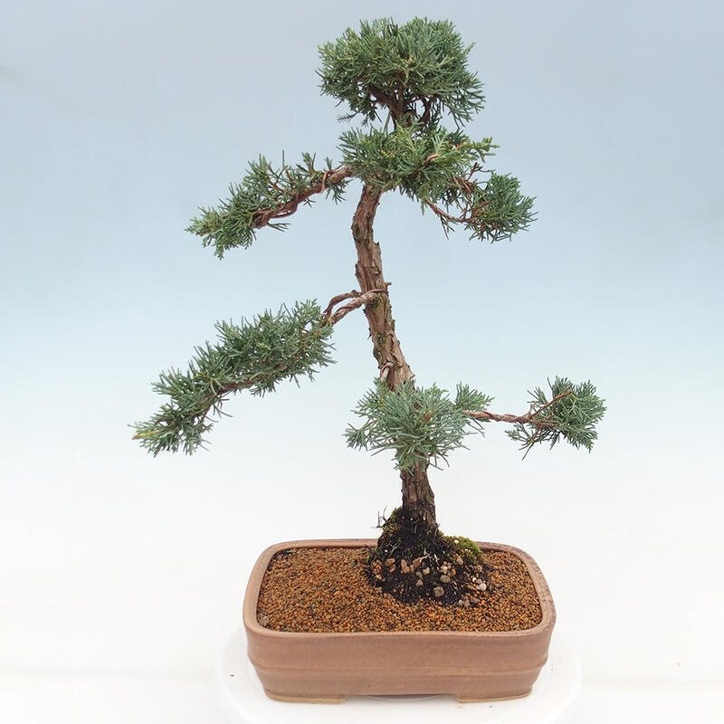 Outdoor-Bonsai - Juniperus chinensis Kishu - Chinesischer Wacholder