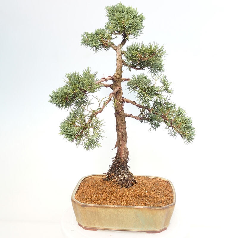 Outdoor-Bonsai - Juniperus chinensis Kishu - Chinesischer Wacholder