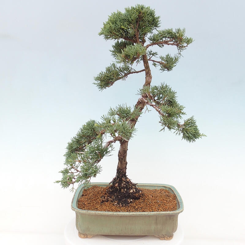 Outdoor-Bonsai - Juniperus chinensis Kishu - Chinesischer Wacholder