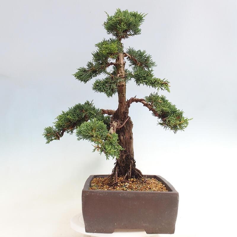 Outdoor-Bonsai - Juniperus chinensis Kishu - Chinesischer Wacholder