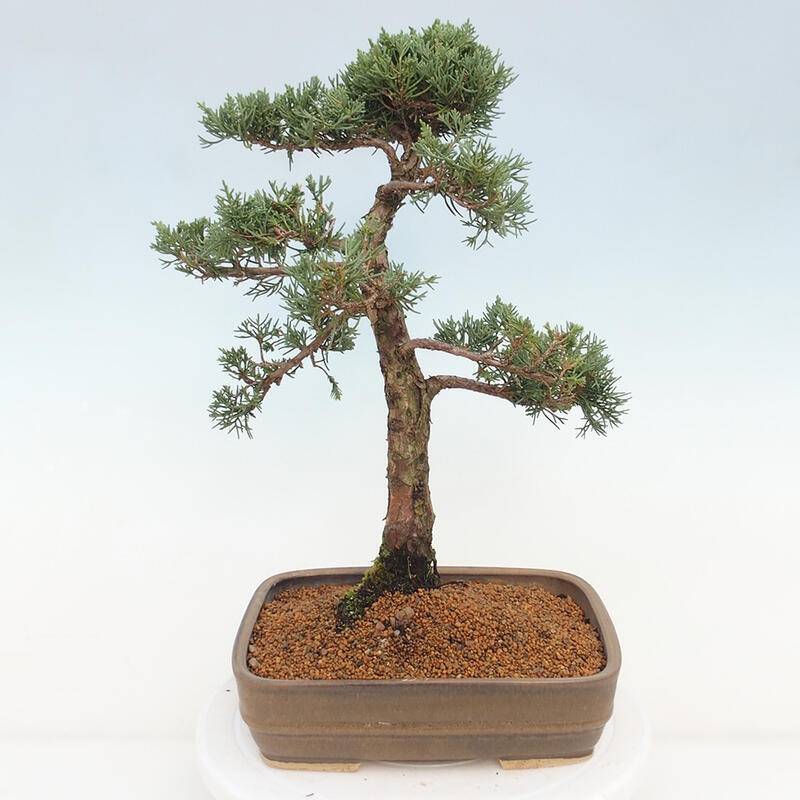 Outdoor-Bonsai - Juniperus chinensis Kishu - Chinesischer Wacholder