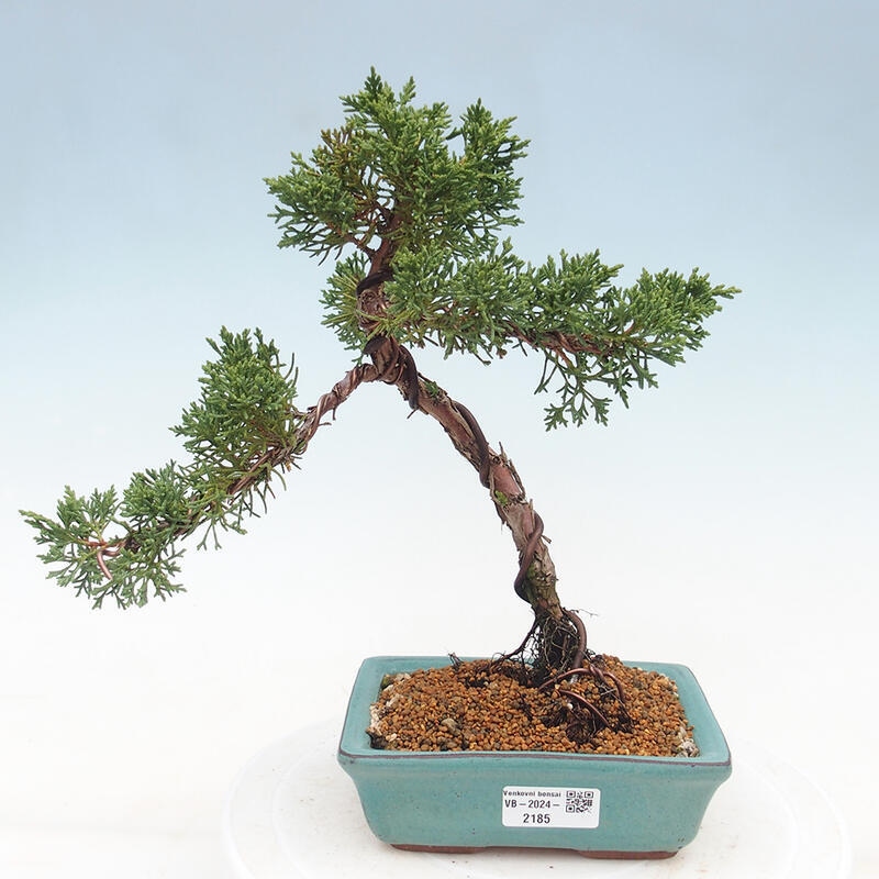 Bonsai im Freien - Juniperus chinensis Kishu - Chinesischer Wacholder