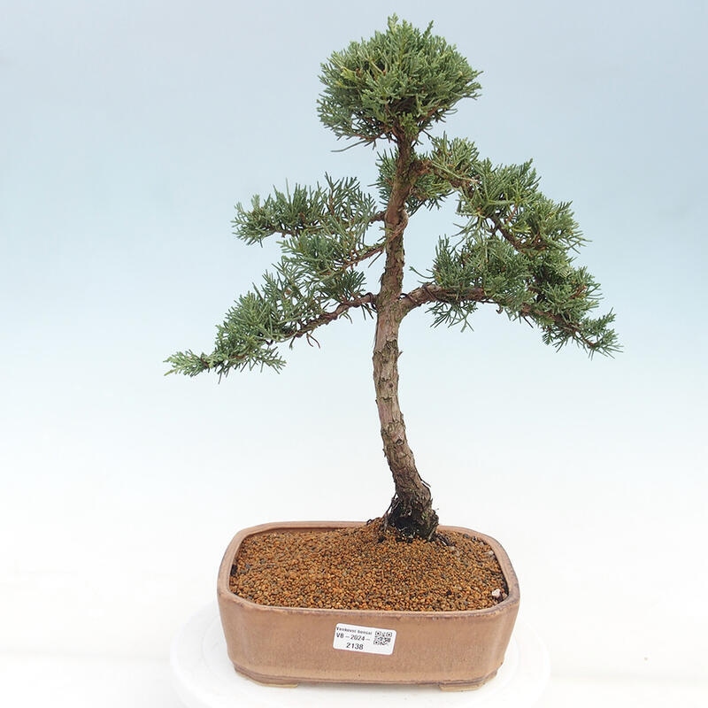 Outdoor-Bonsai - Juniperus chinensis Kishu - Chinesischer Wacholder