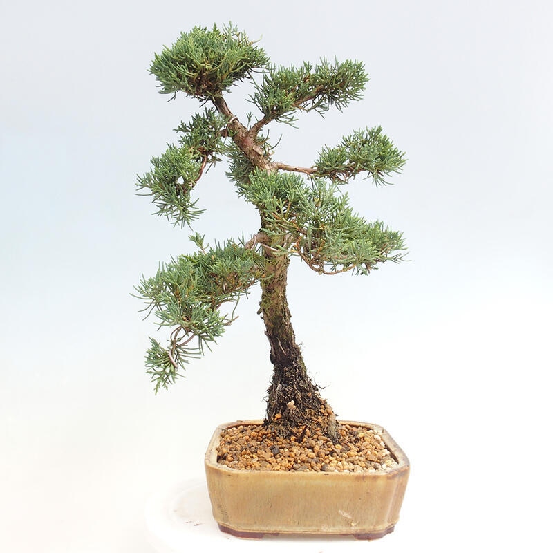 Outdoor-Bonsai - Juniperus chinensis Kishu - Chinesischer Wacholder