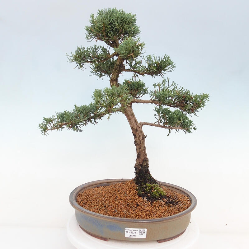 Outdoor-Bonsai - Juniperus chinensis Kishu - Chinesischer Wacholder