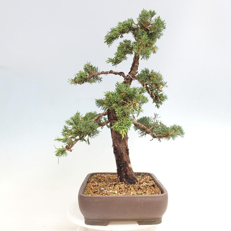 Outdoor-Bonsai - Juniperus chinensis Kishu - Chinesischer Wacholder