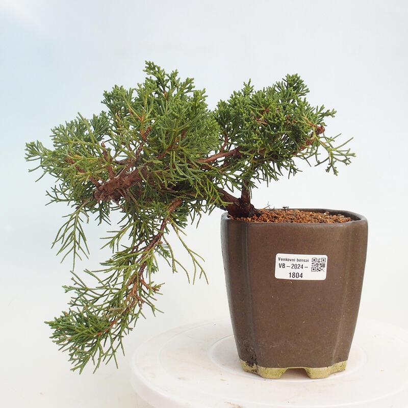 Bonsai im Freien - Juniperus chinensis Kishu - Chinesischer Wacholder