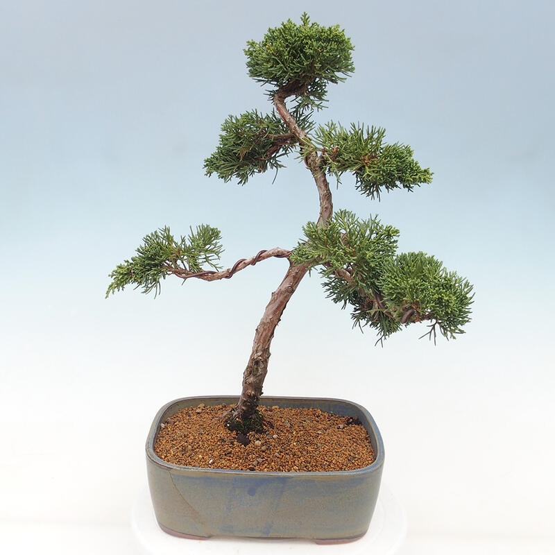 Outdoor-Bonsai - Juniperus chinensis Kishu - Chinesischer Wacholder