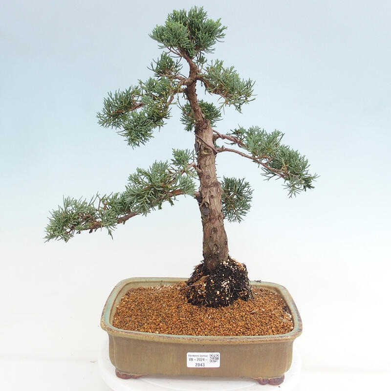 Outdoor-Bonsai - Juniperus chinensis Kishu - Chinesischer Wacholder