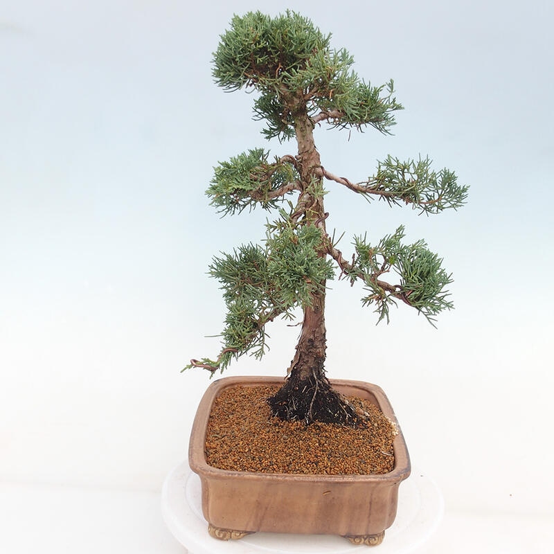 Outdoor-Bonsai - Juniperus chinensis Kishu - Chinesischer Wacholder