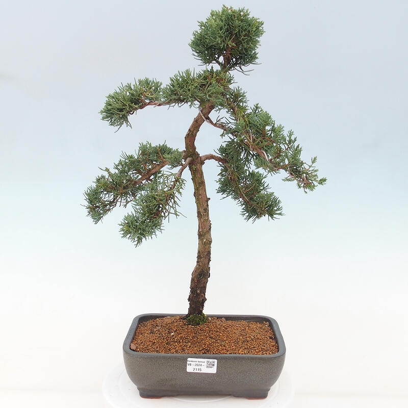 Outdoor-Bonsai - Juniperus chinensis Kishu - Chinesischer Wacholder