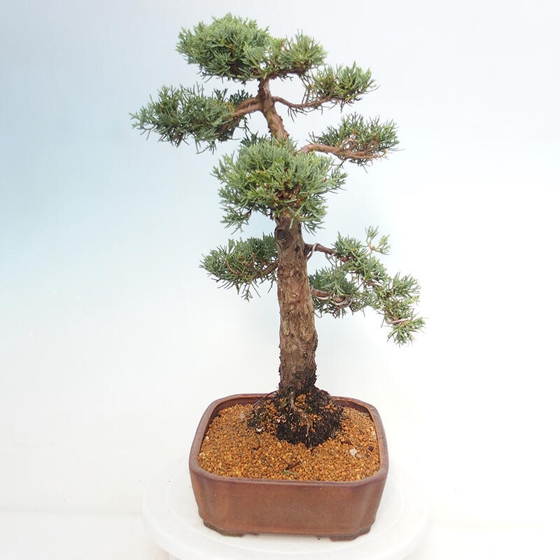 Outdoor-Bonsai - Juniperus chinensis Kishu - Chinesischer Wacholder