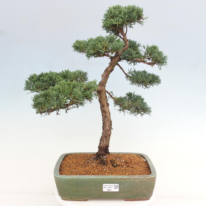 Outdoor-Bonsai - Juniperus chinensis Kishu - Chinesischer Wacholder