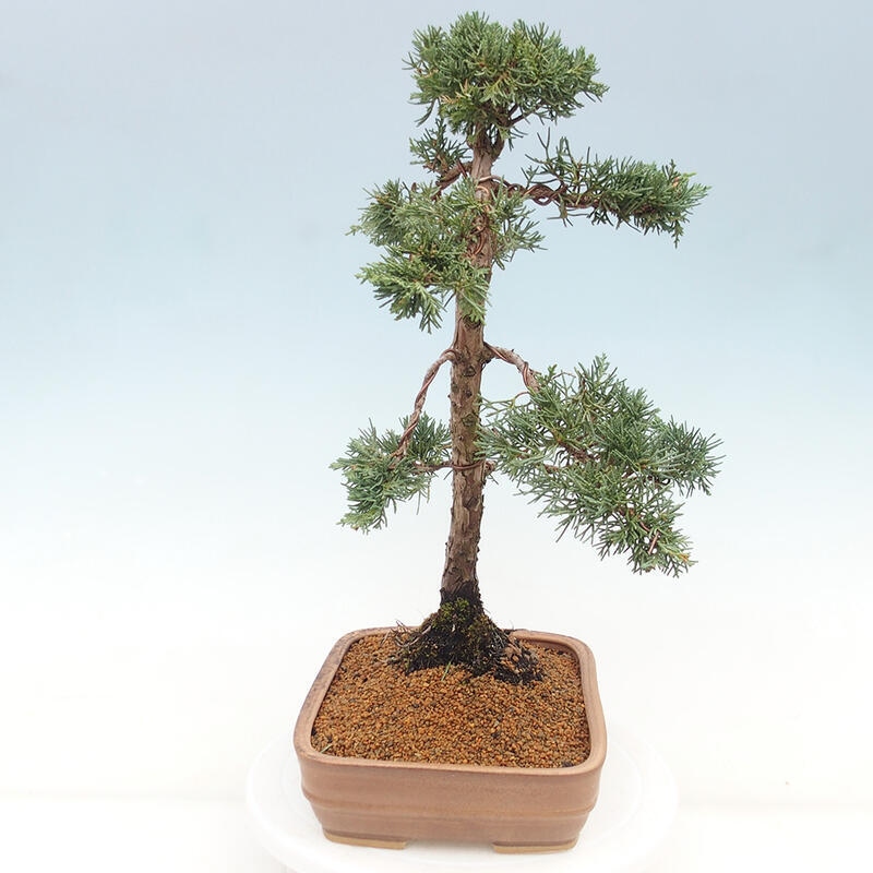 Outdoor-Bonsai - Juniperus chinensis Kishu - Chinesischer Wacholder