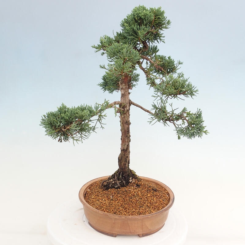 Outdoor-Bonsai - Juniperus chinensis Kishu - Chinesischer Wacholder