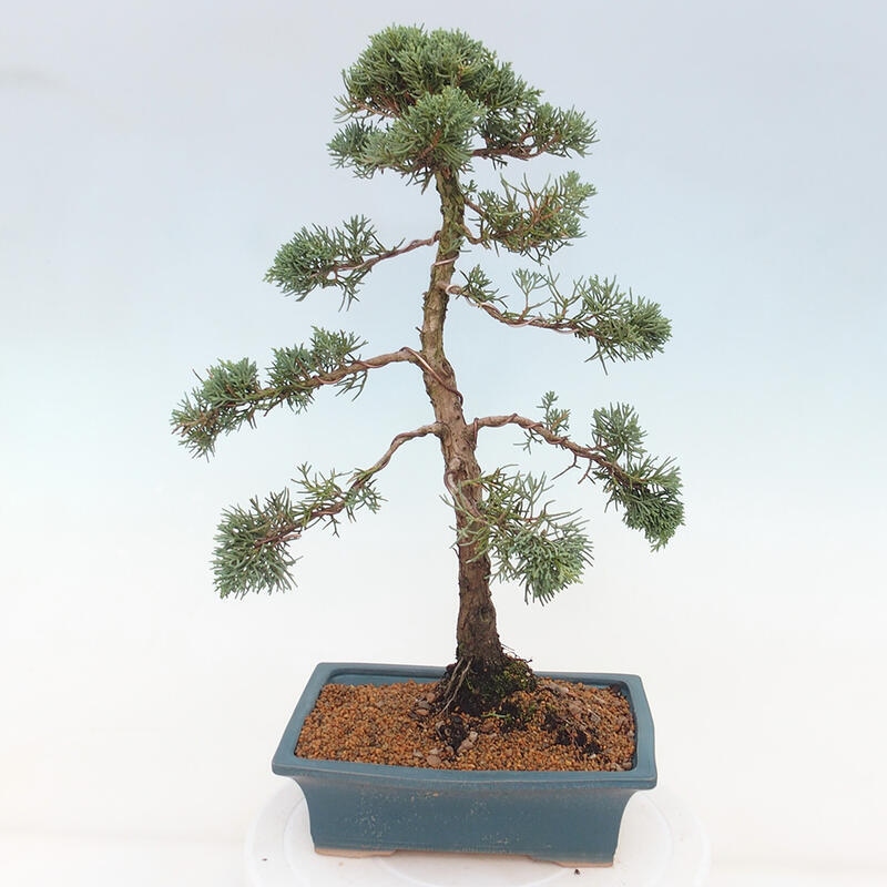 Outdoor-Bonsai - Juniperus chinensis Kishu - Chinesischer Wacholder