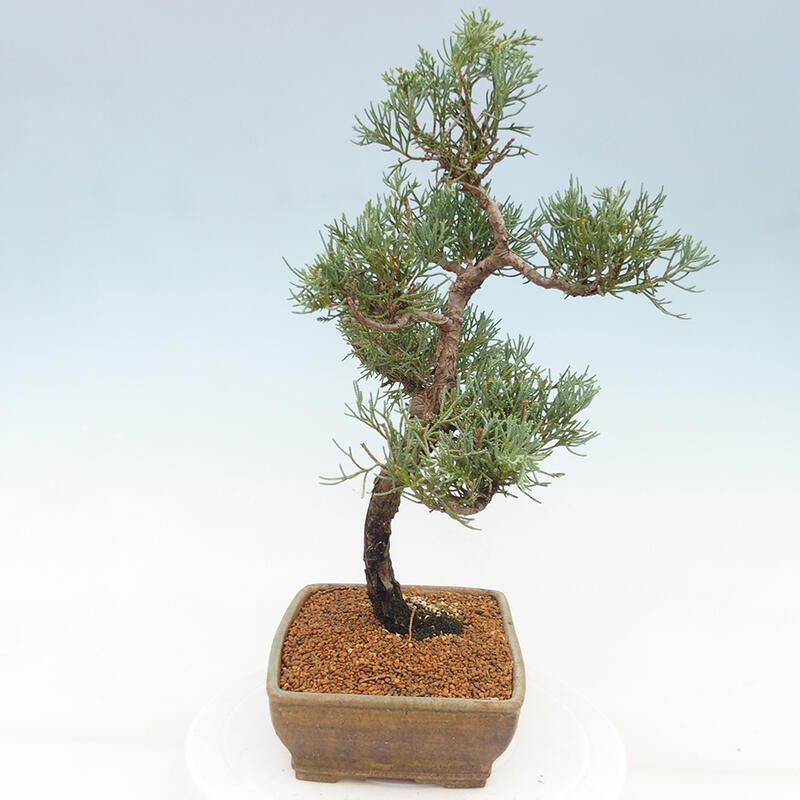 Outdoor-Bonsai - Juniperus chinensis Kishu - Chinesischer Wacholder