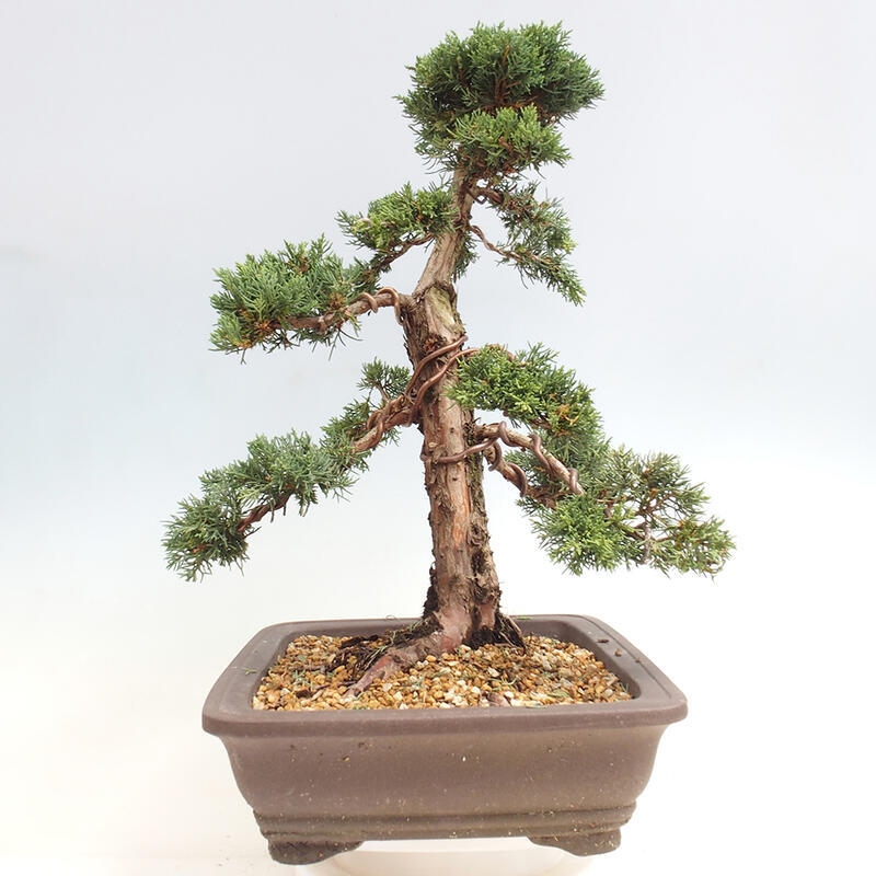 Outdoor-Bonsai - Juniperus chinensis Kishu - Chinesischer Wacholder