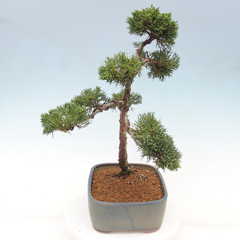 Outdoor-Bonsai - Juniperus chinensis Kishu - Chinesischer Wacholder