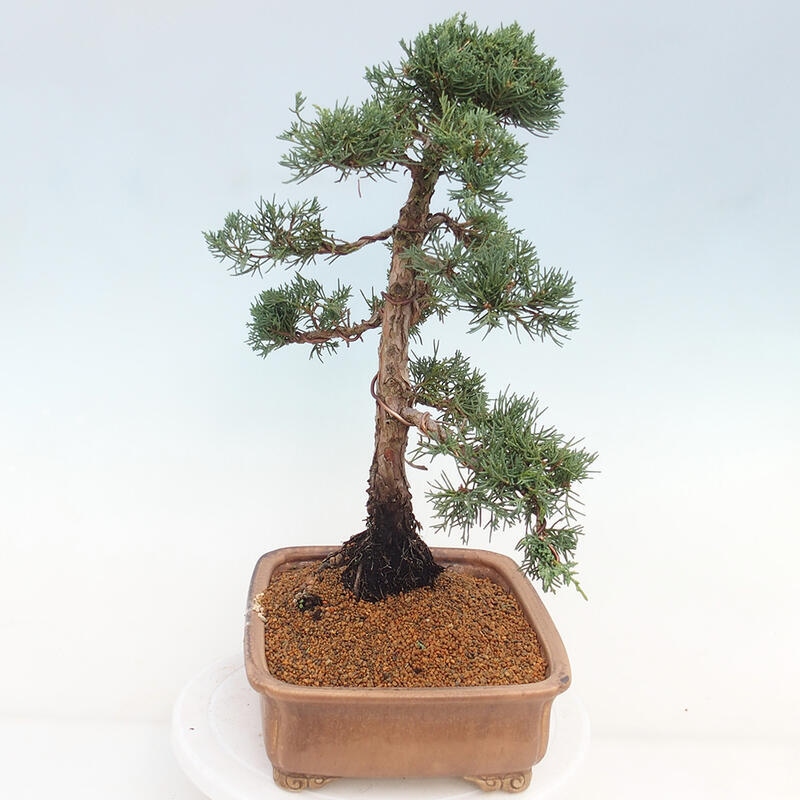 Outdoor-Bonsai - Juniperus chinensis Kishu - Chinesischer Wacholder