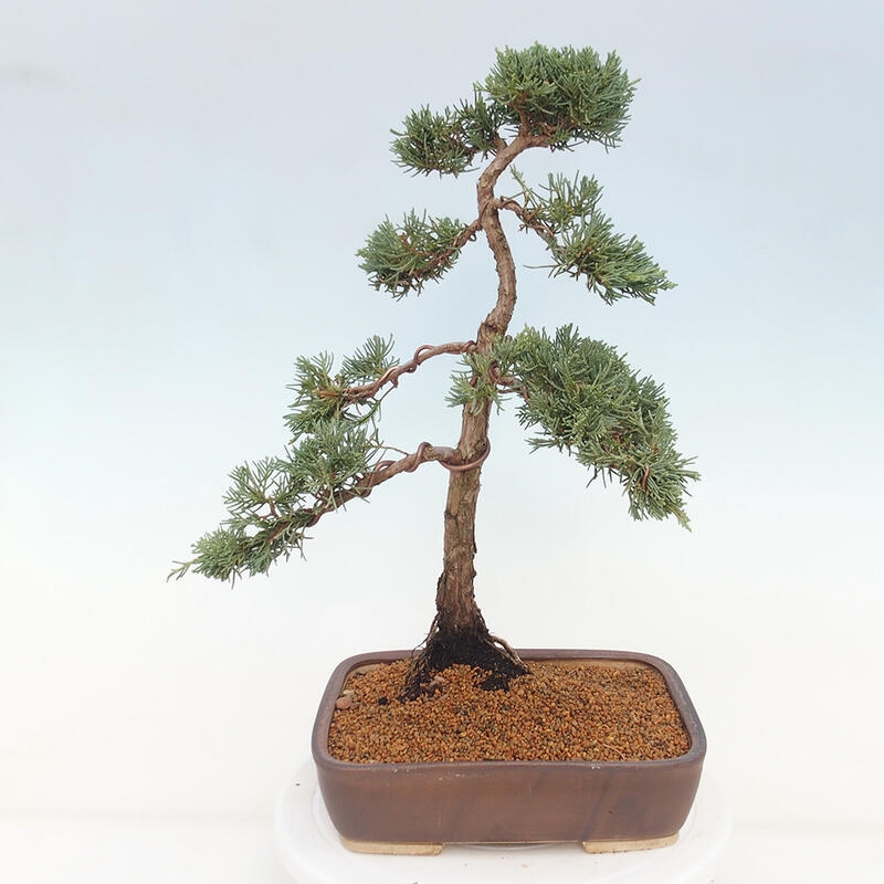 Outdoor-Bonsai - Juniperus chinensis Kishu - Chinesischer Wacholder