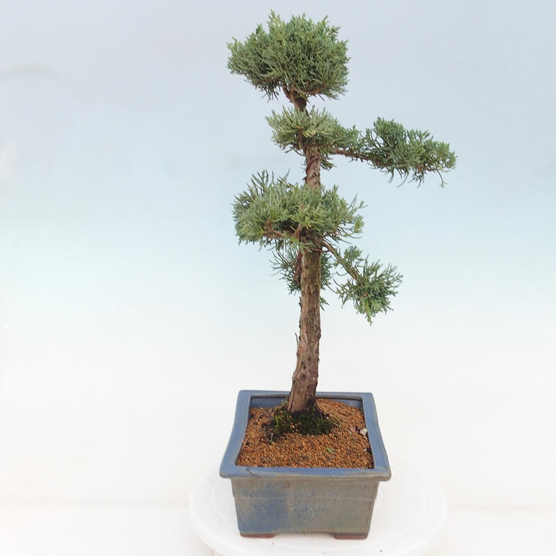 Outdoor-Bonsai - Juniperus chinensis Kishu - Chinesischer Wacholder