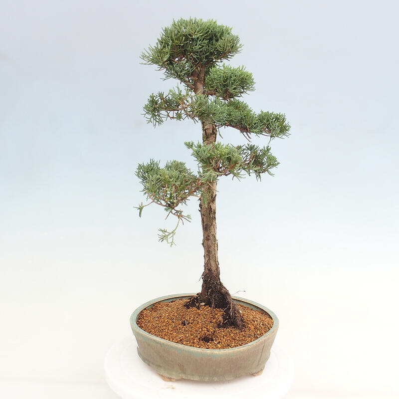 Outdoor-Bonsai - Juniperus chinensis Kishu - Chinesischer Wacholder