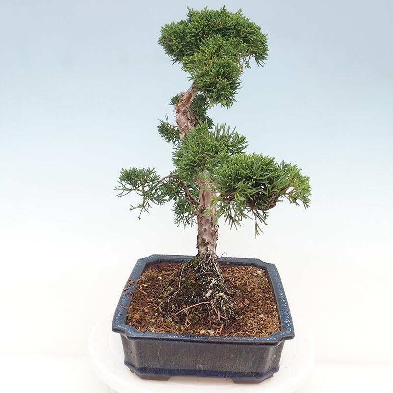 Outdoor-Bonsai - Juniperus chinensis Kishu - Chinesischer Wacholder