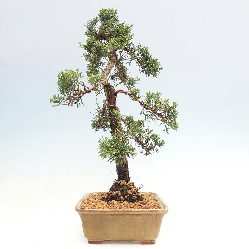 Outdoor-Bonsai - Juniperus chinensis Kishu - Chinesischer Wacholder