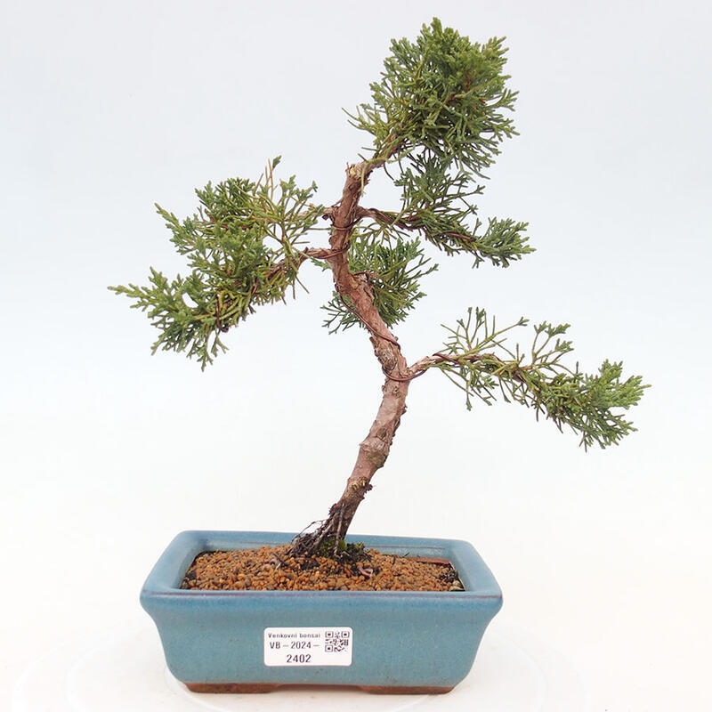 Bonsai im Freien - Juniperus chinensis Kishu - Chinesischer Wacholder