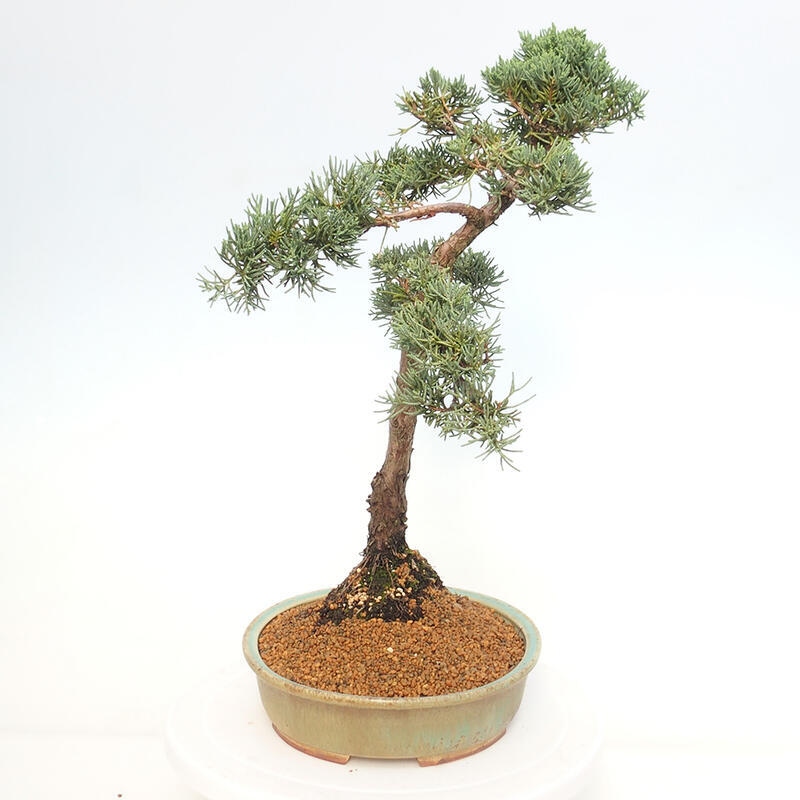 Outdoor-Bonsai - Juniperus chinensis Kishu - Chinesischer Wacholder