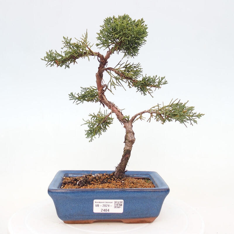 Bonsai im Freien - Juniperus chinensis Kishu - Chinesischer Wacholder