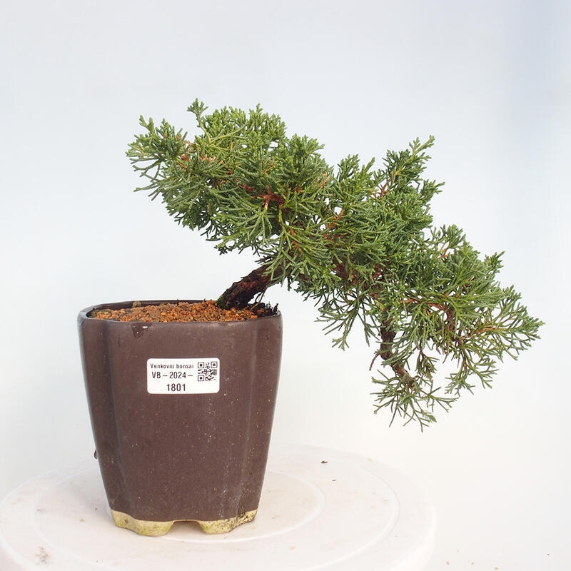 Bonsai im Freien - Juniperus chinensis Kishu - Chinesischer Wacholder