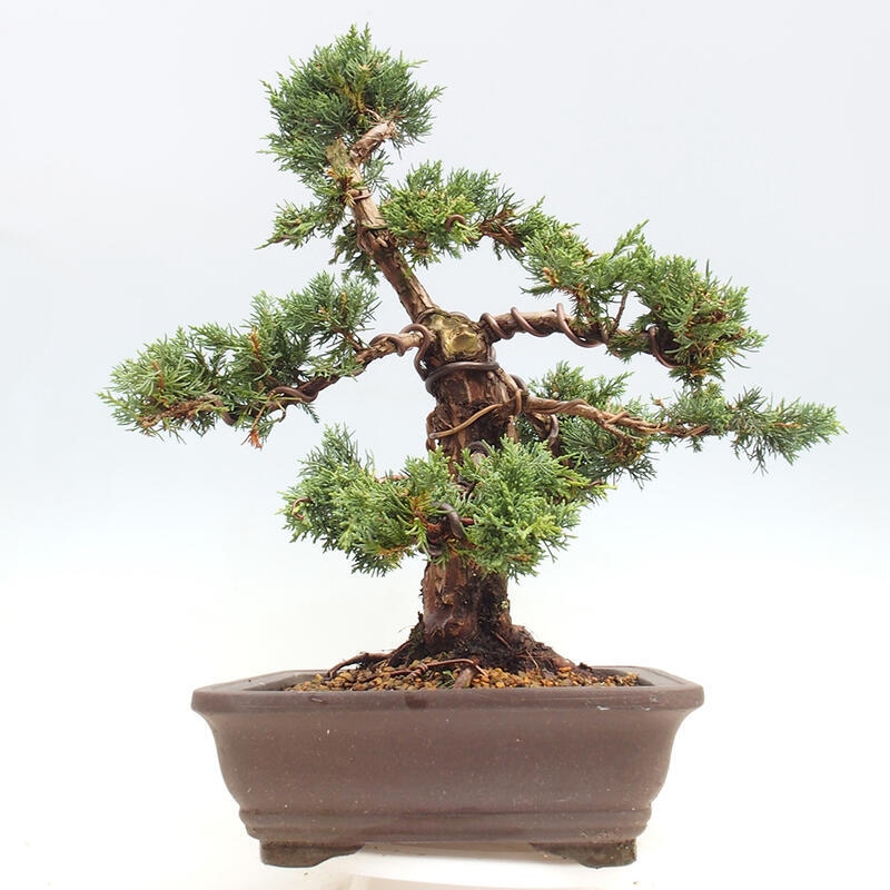 Outdoor-Bonsai - Juniperus chinensis Kishu - Chinesischer Wacholder