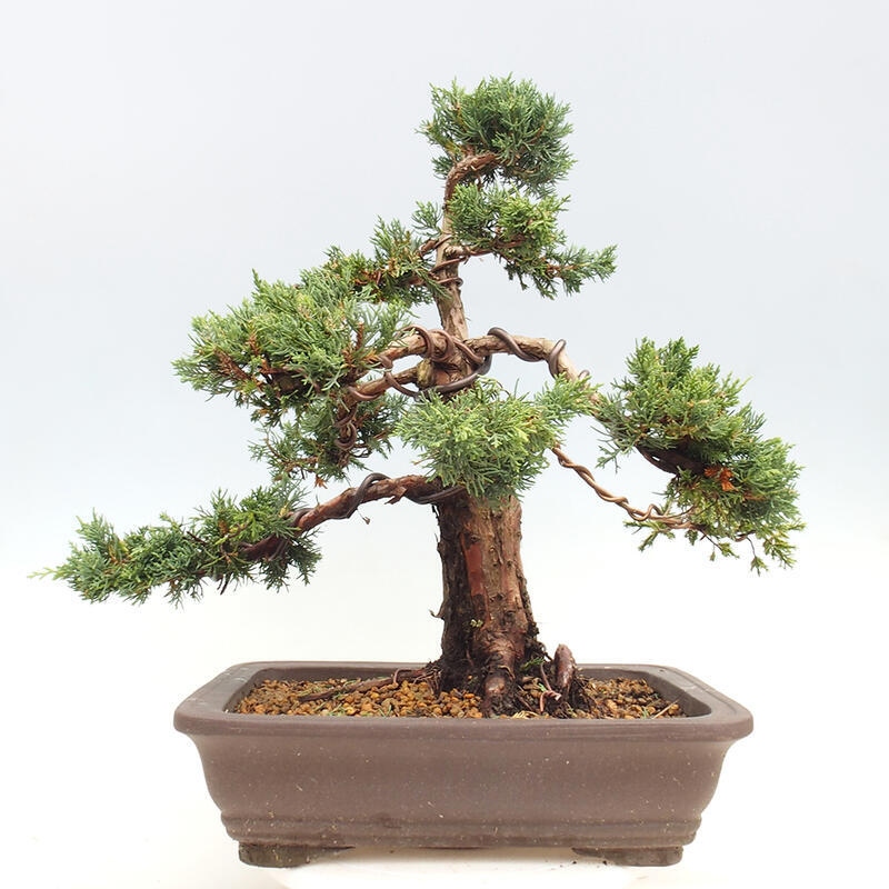 Outdoor-Bonsai - Juniperus chinensis Kishu - Chinesischer Wacholder