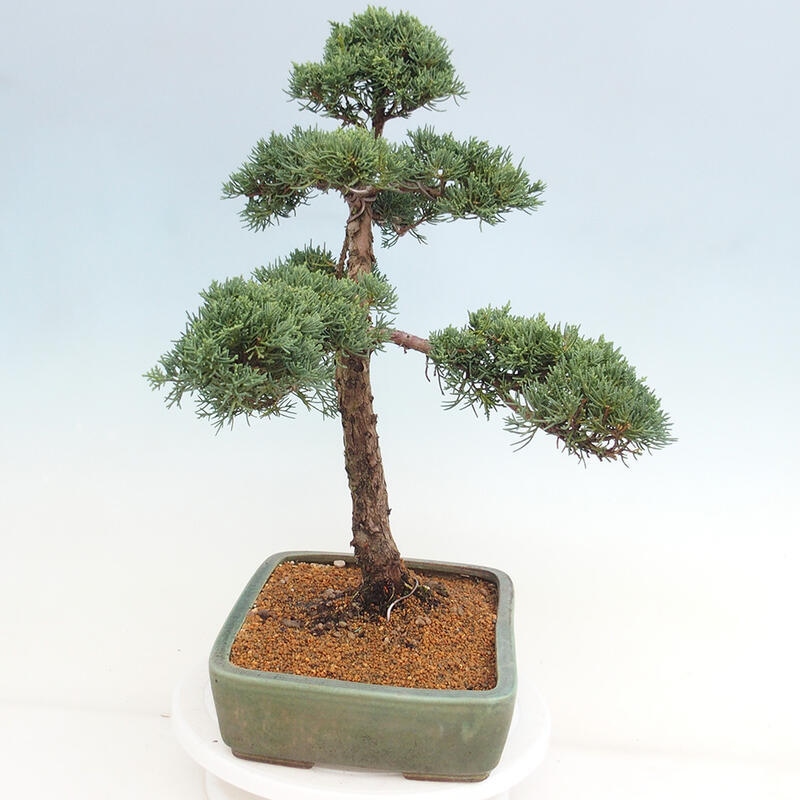 Outdoor-Bonsai - Juniperus chinensis Kishu - Chinesischer Wacholder