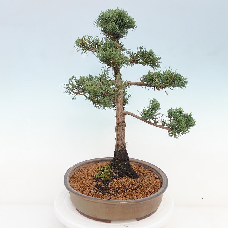 Outdoor-Bonsai - Juniperus chinensis Kishu - Chinesischer Wacholder